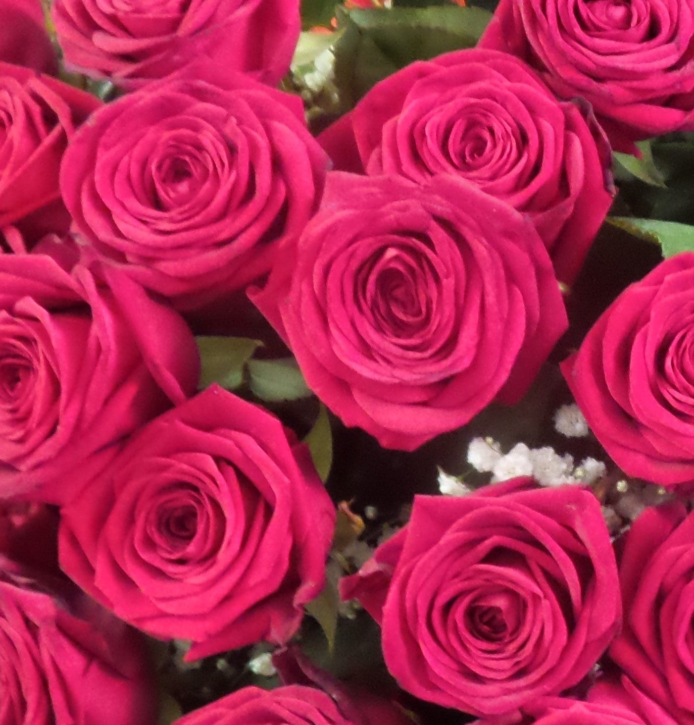 Rose gambo lungo confezionate a numero