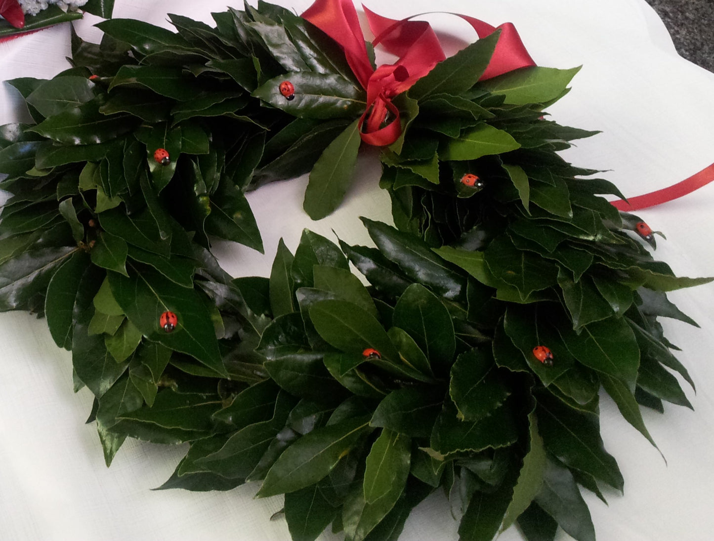 Coroncina di laurea semplice