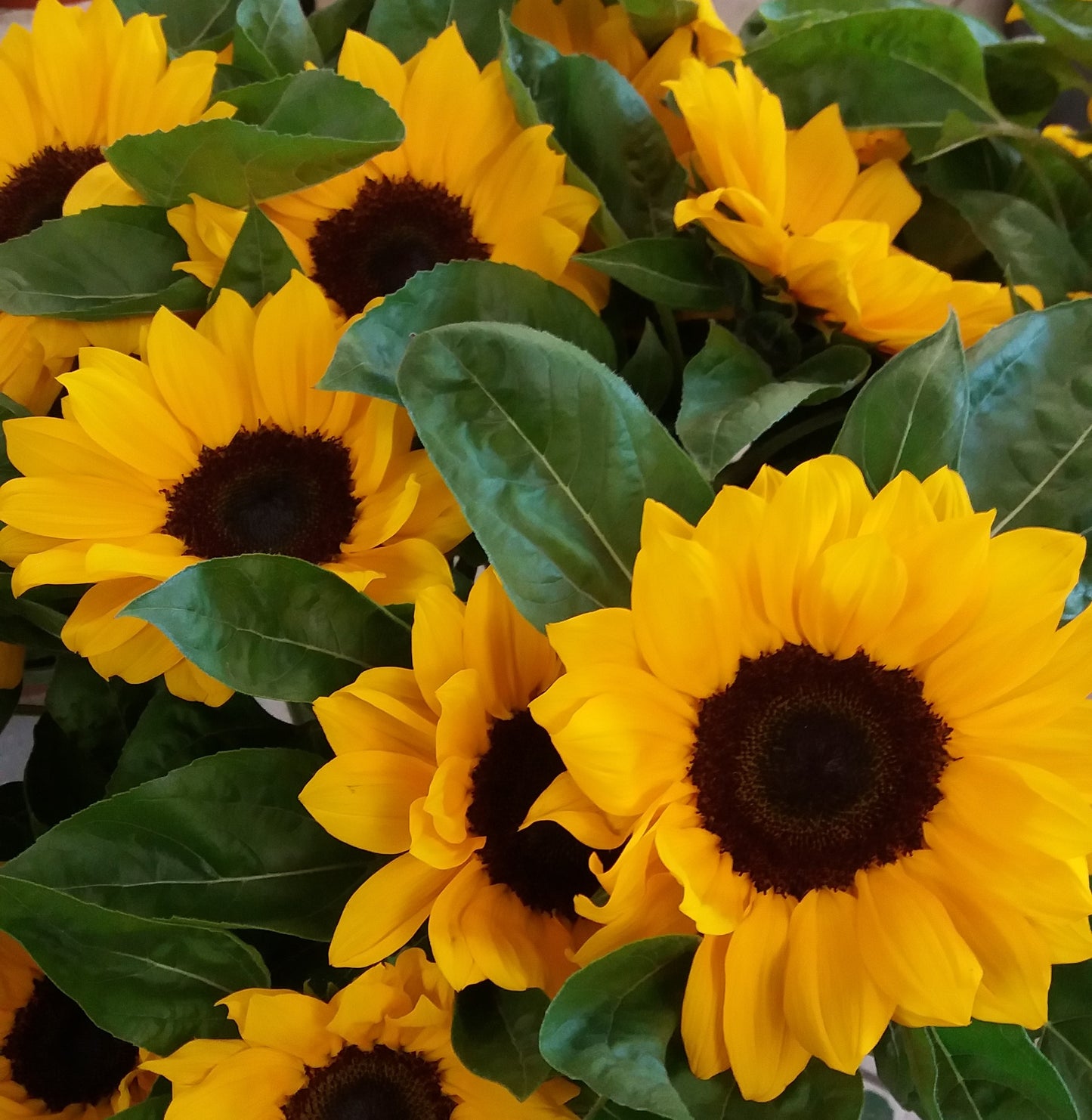 girasoli a numero
