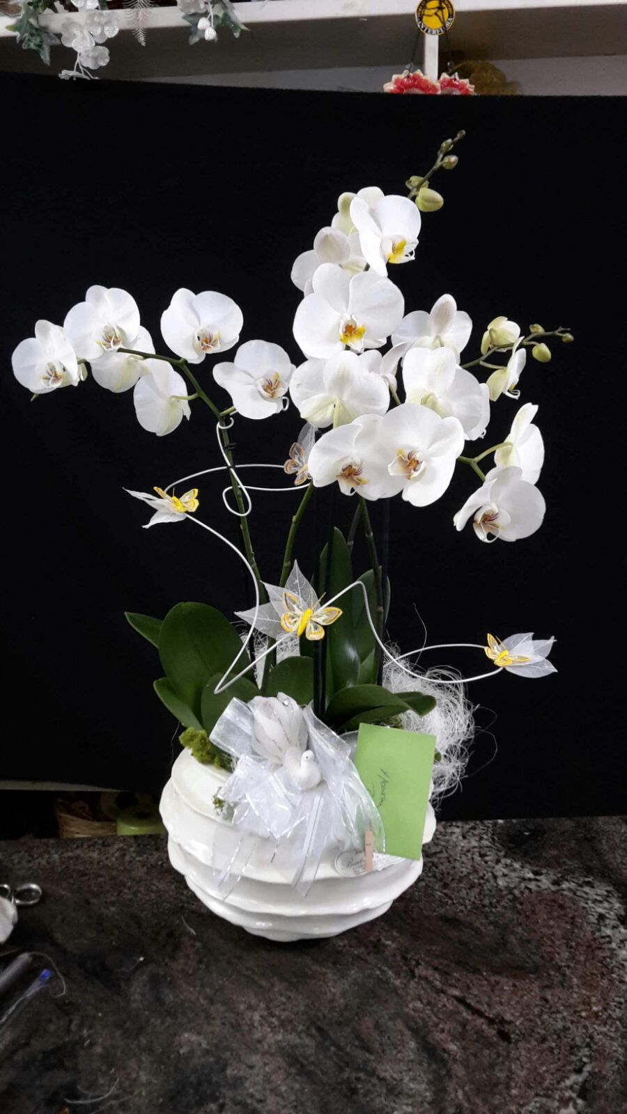 Orchidea in vaso