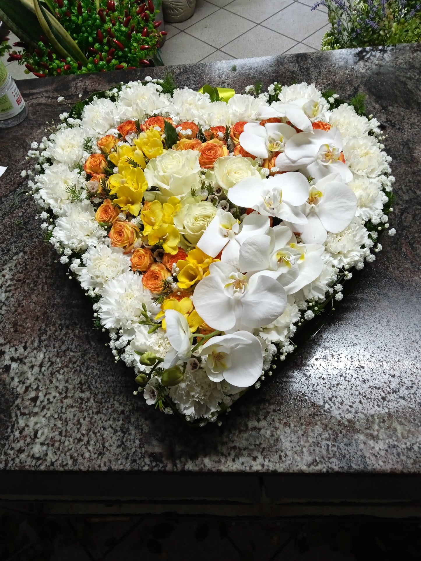 Cuore Phalaenopsis
