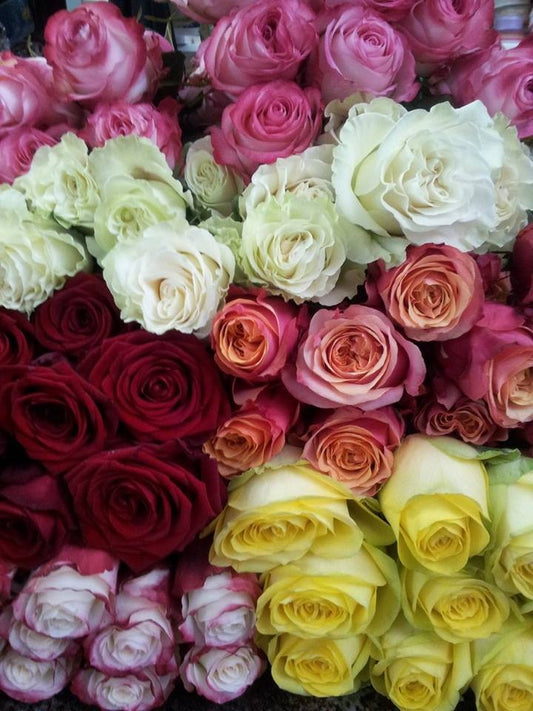 Rose gambo medio in confezione a numero