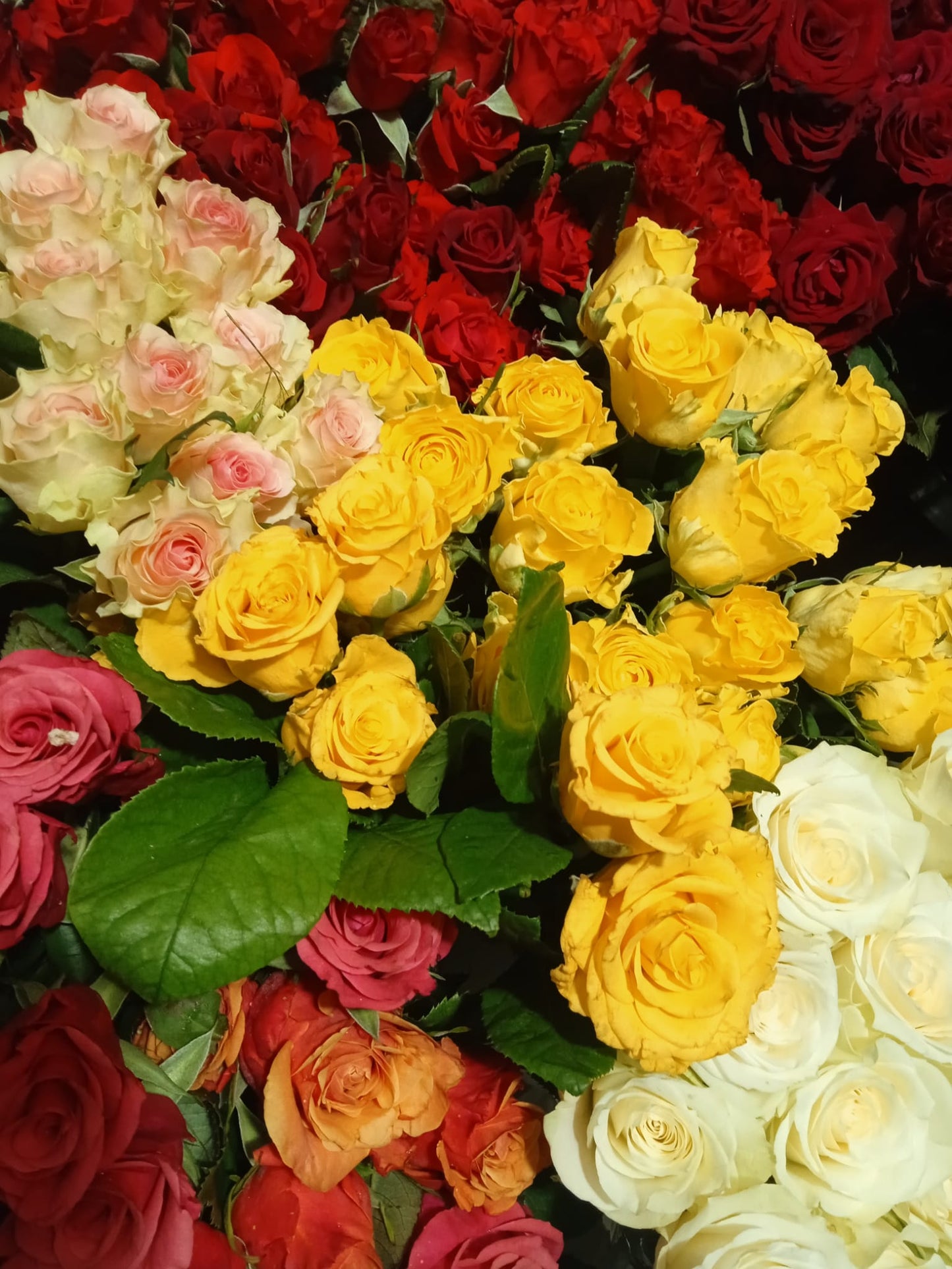 Rose gambo corto a numero